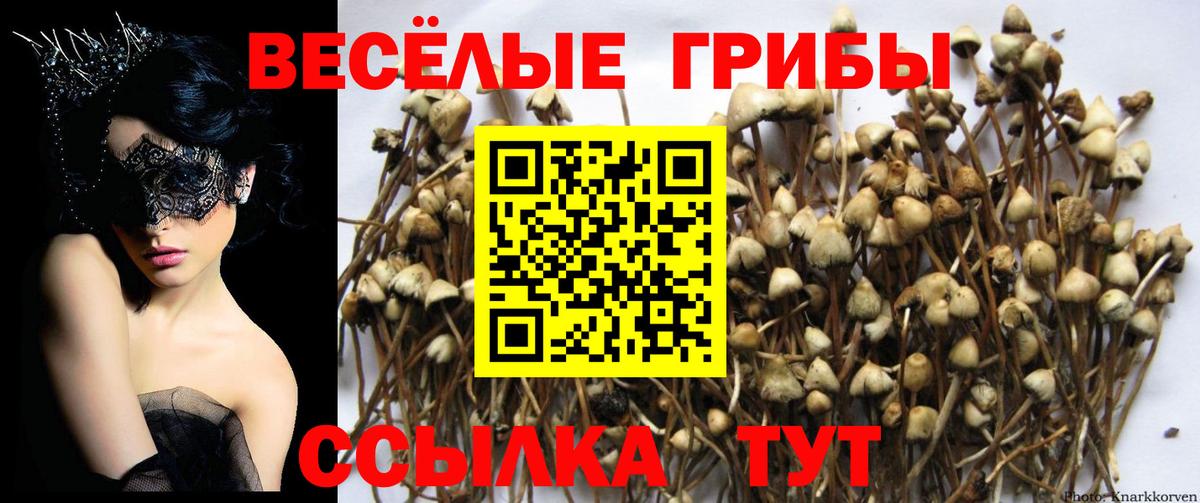 Галлюциногенные грибы прущие грибы  Вход с VPN  Калининград 
